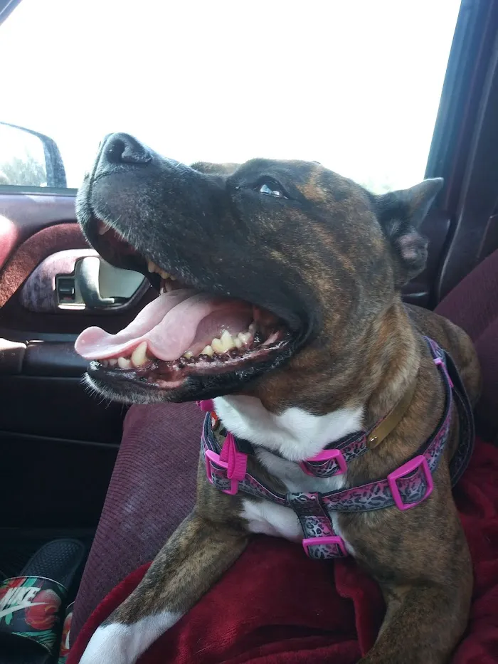 Adkins 301 Pet Hospital LLC 5