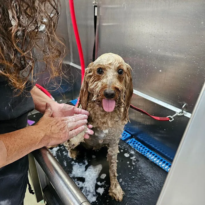 Shaffer Animal Hospital 12