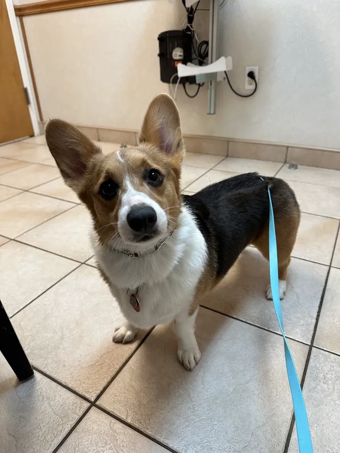 Shaffer Animal Hospital 12