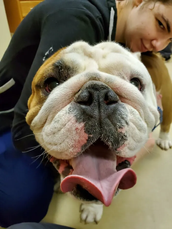 University Animal Hospital 12