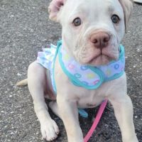 Alafaya Trail Animal Hospital ico
