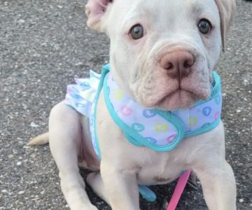 Alafaya Trail Animal Hospital