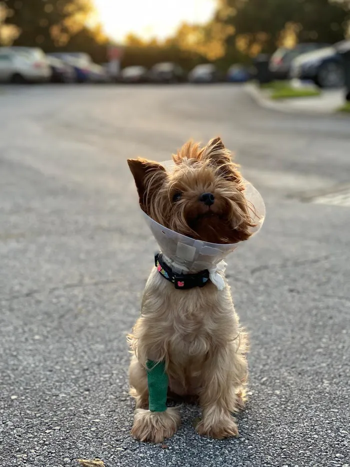 Alafaya Trail Animal Hospital 12