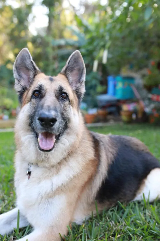 Broadway Animal Hospital 12