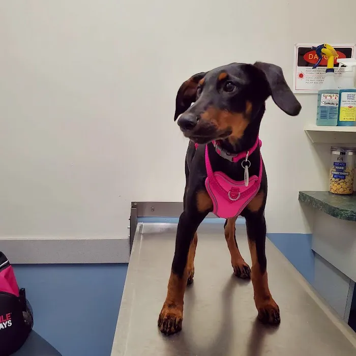 Claws & Paws Animal Hospital 12