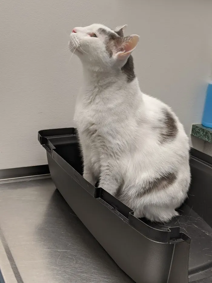 Claws & Paws Animal Hospital 12