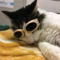 Claws & Paws Animal Hospital ico
