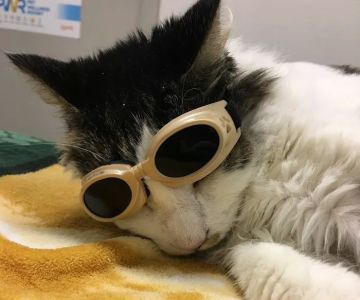 Claws & Paws Animal Hospital