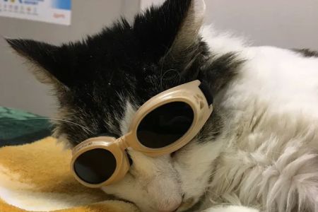 Claws & Paws Animal Hospital