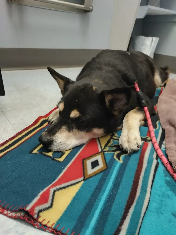 Claws & Paws Animal Hospital 12