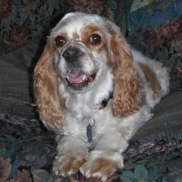 Mitchell Hammock Pet Hospital & Boarding ico