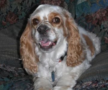 Mitchell Hammock Pet Hospital & Boarding