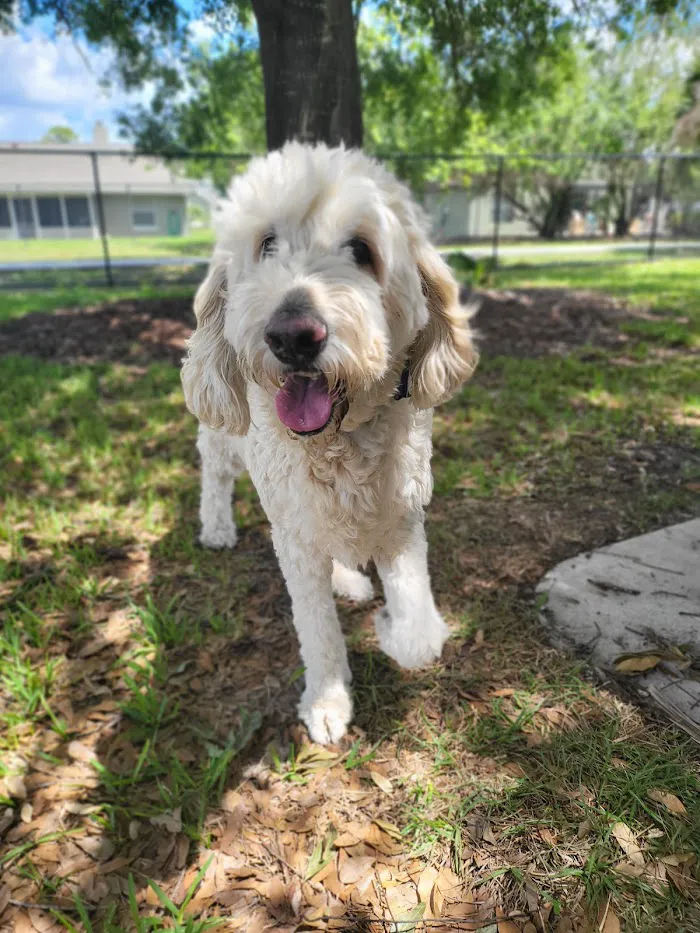 Central Florida Animal Hospital 12