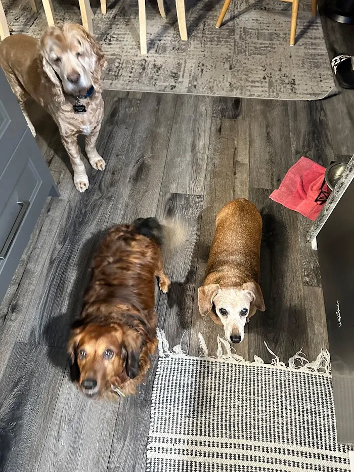 Central Florida Animal Hospital 12