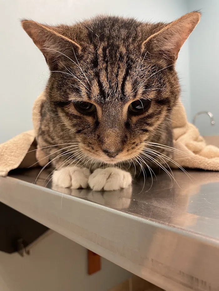 Central Florida Animal Hospital 12