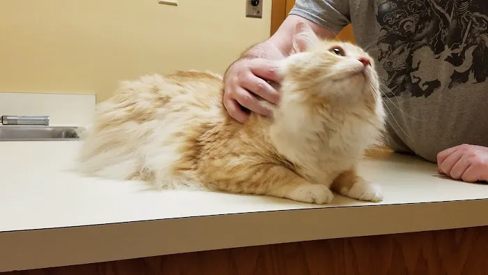 Oviedo Animal Hospital 12