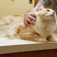 Oviedo Animal Hospital ico