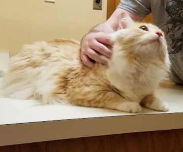 Oviedo Animal Hospital