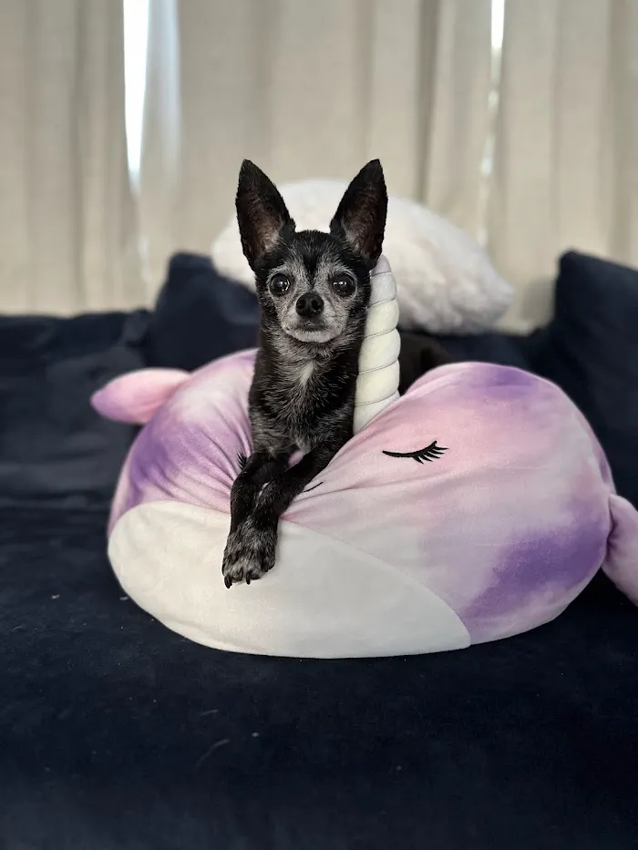 Tampa Bay Veterinary Specialists & Emergency Care Center 6