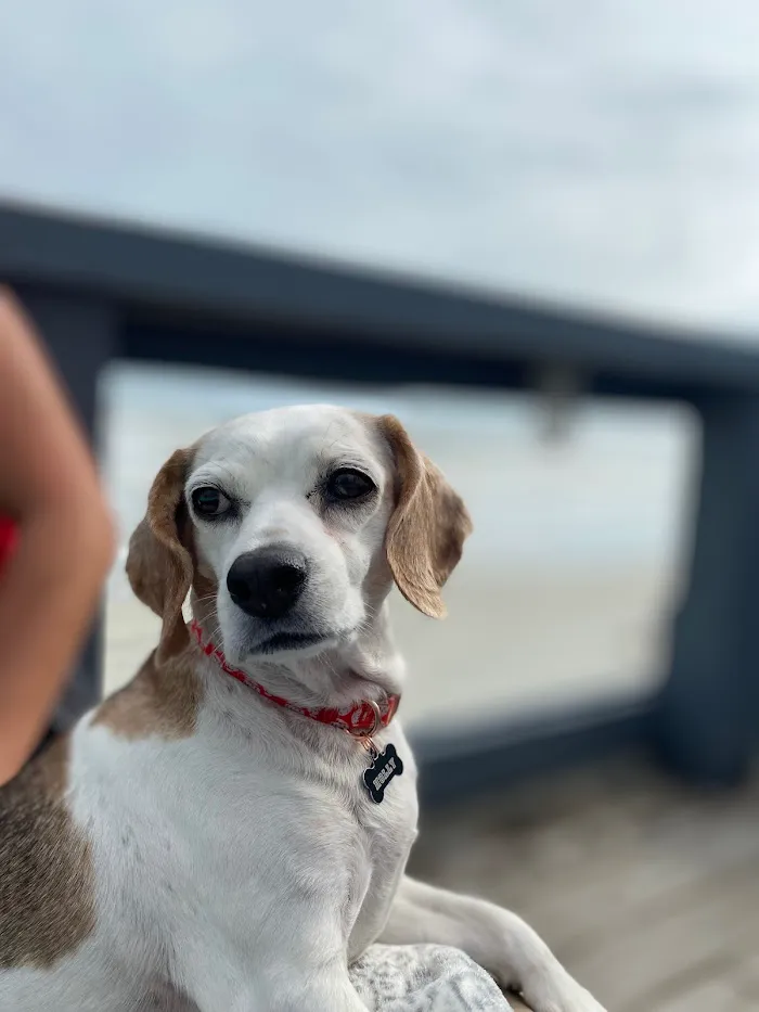 Tampa Bay Veterinary Specialists & Emergency Care Center 8