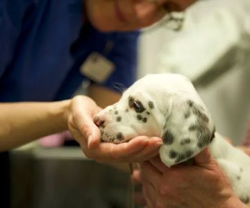 VET.CT - Teleradiology | Teleconsulting | Education