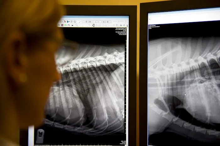 VET.CT - Teleradiology | Teleconsulting | Education 12