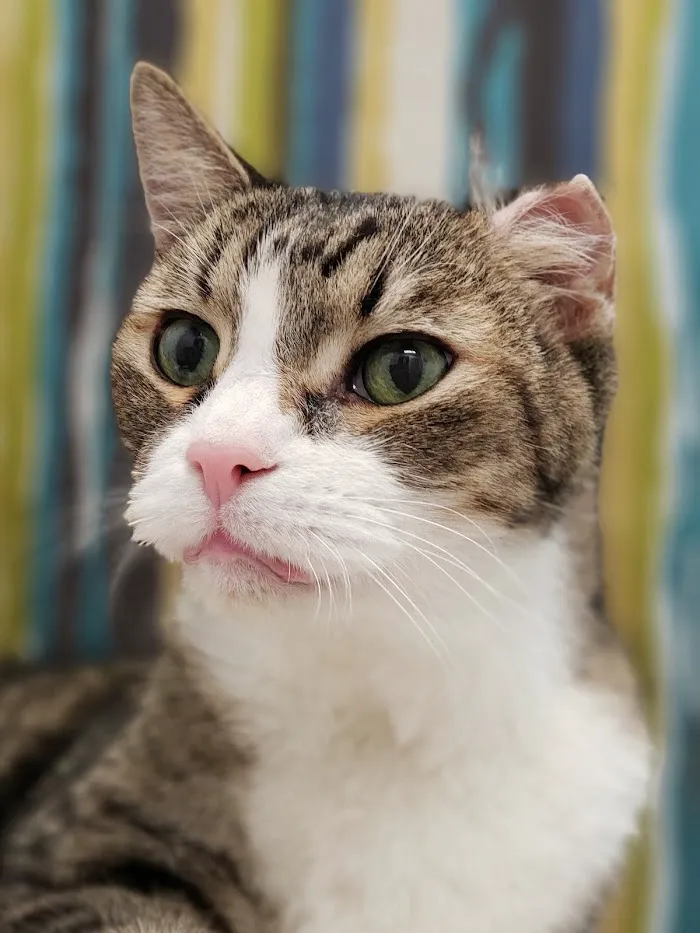 Paradise Point Animal Hospital with Veterinarians On-The-Go 5