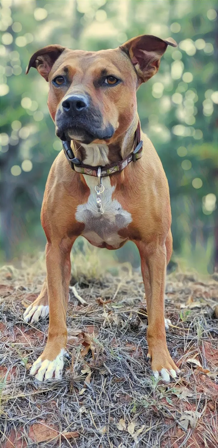 Paradise Point Animal Hospital with Veterinarians On-The-Go 9