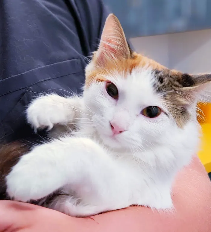 Paradise Point Animal Hospital with Veterinarians On-The-Go 4