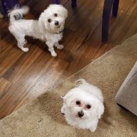 Cactus Pet Hospital LLC ico
