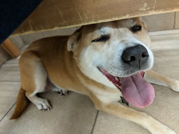 4th Street Pet Hospital 12