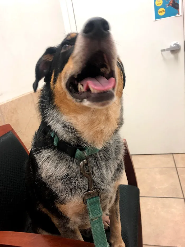 4th Street Pet Hospital 12