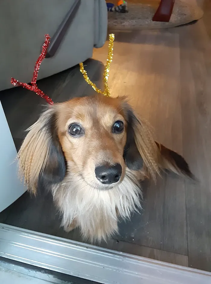 4th Street Pet Hospital 12