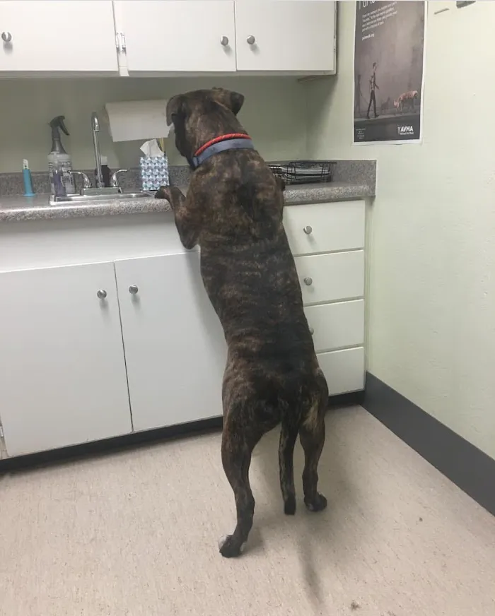North Central Animal Hospital 4