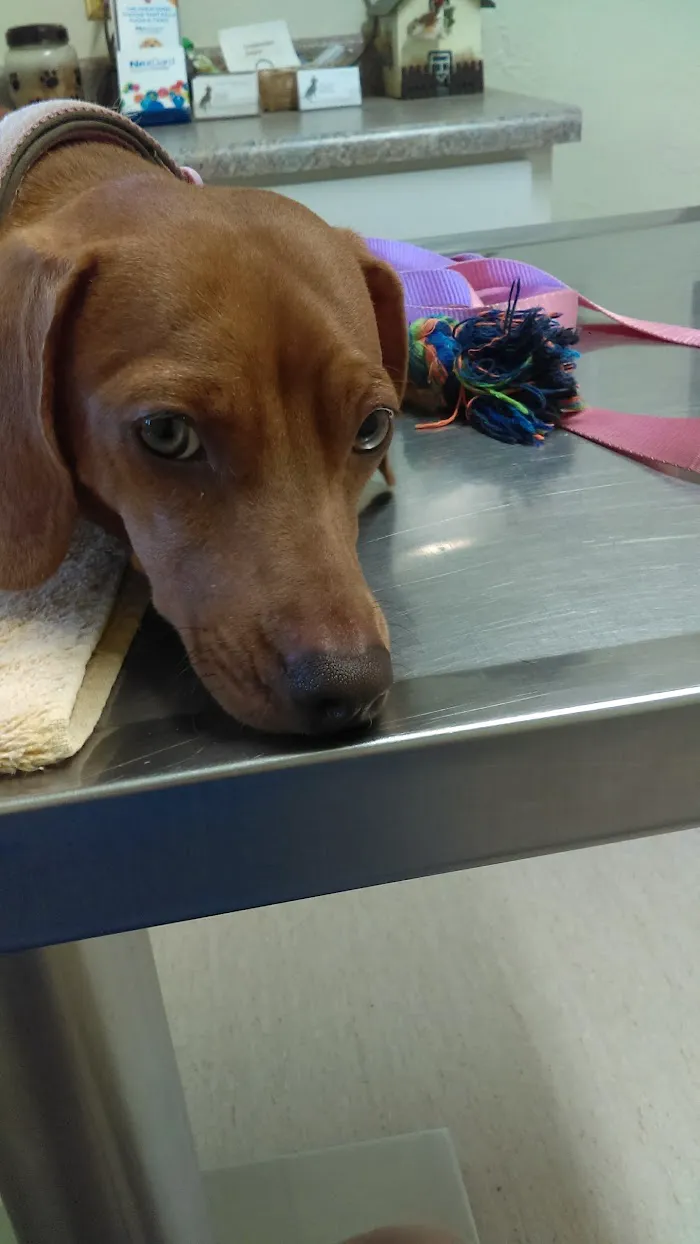 North Central Animal Hospital 10