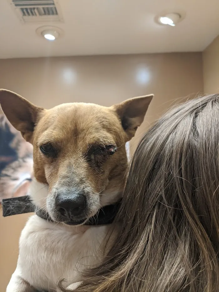 Catalina Animal Hospital 7