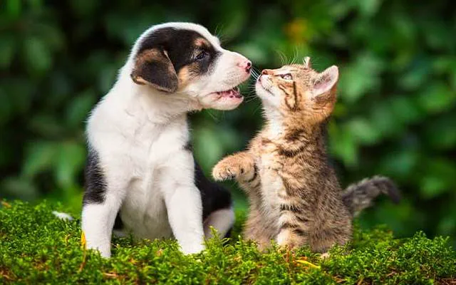 Catalina Animal Hospital 1