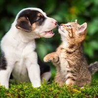 Catalina Animal Hospital ico
