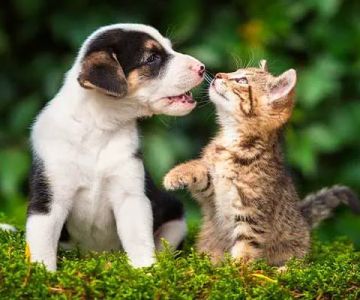 Catalina Animal Hospital