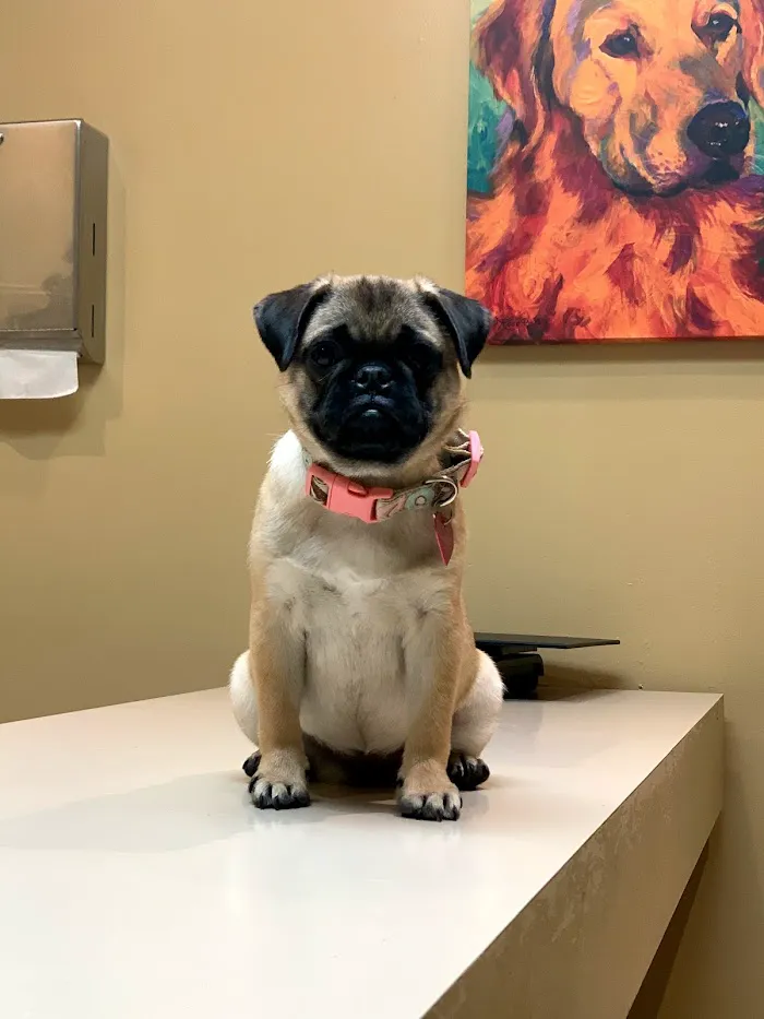 Catalina Animal Hospital 6