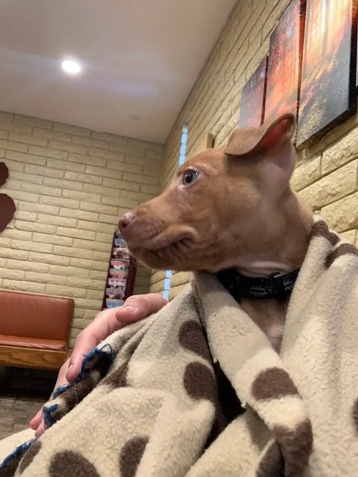 Catalina Animal Hospital 4