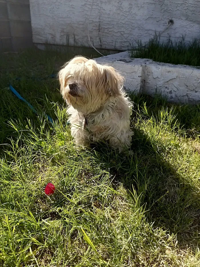 Catalina Animal Hospital 5