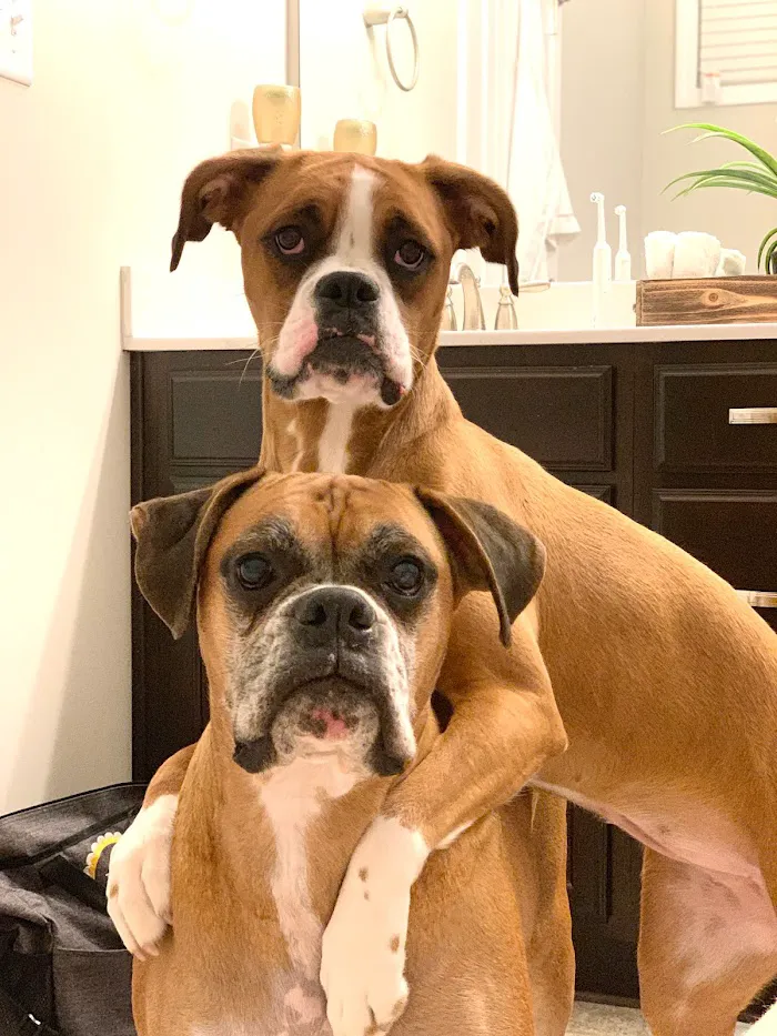Northeast Animal Hospital 12