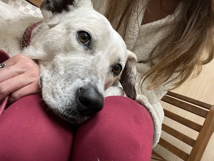 Northeast Animal Hospital 12