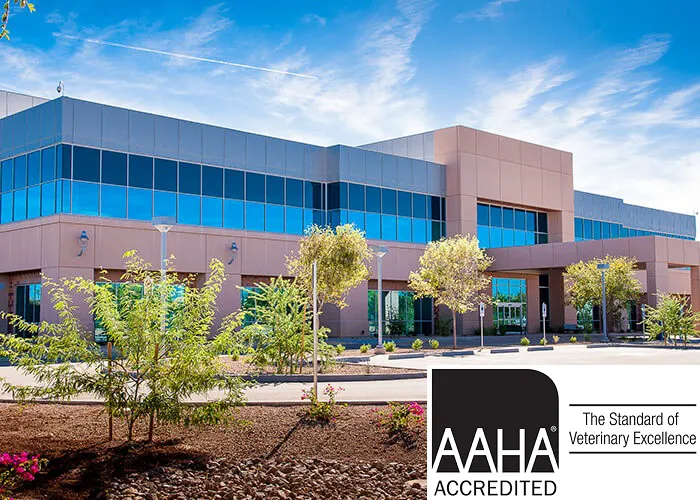 Midwestern University Companion Animal Clinic 3