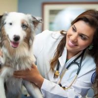 Midwestern University Companion Animal Clinic ico