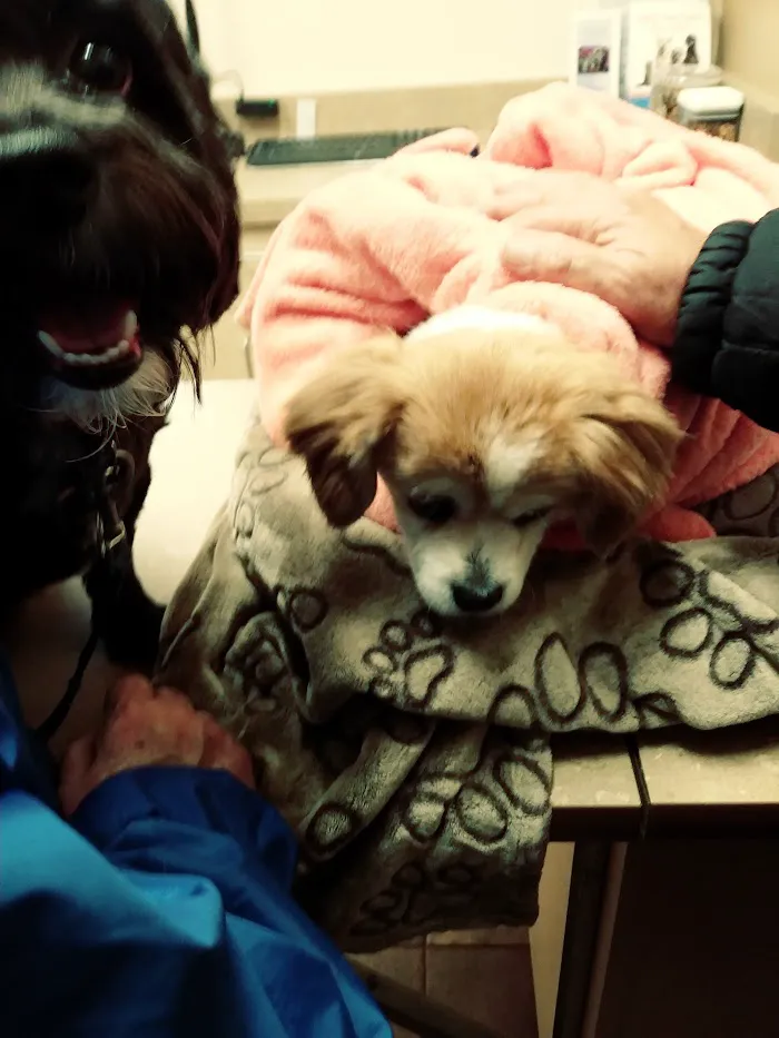 Norterra Animal Hospital & Grooming 6