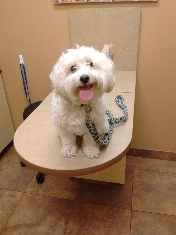 Norterra Animal Hospital & Grooming 9