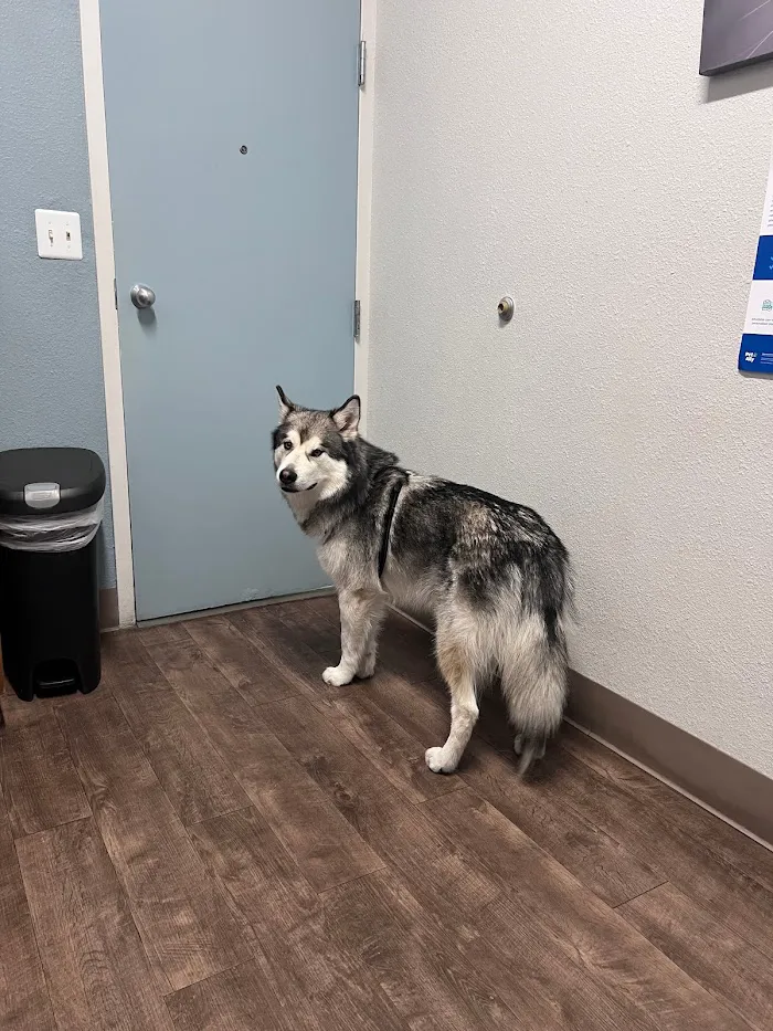All Creatures Animal Clinic 8