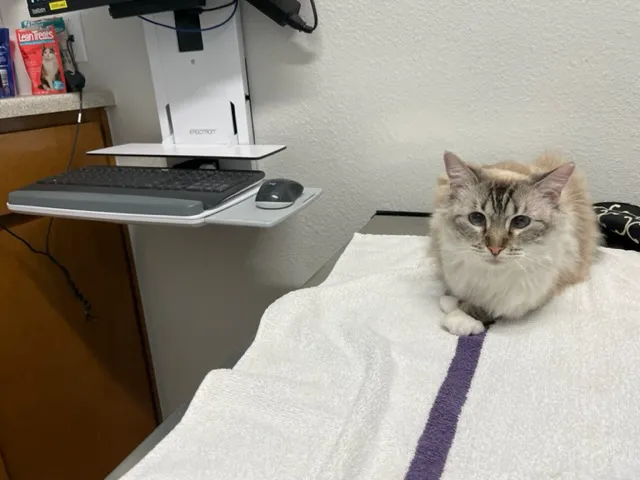 All Creatures Animal Clinic 2